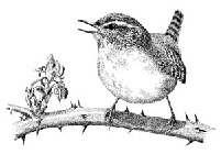 Wren line drawing - mc wood